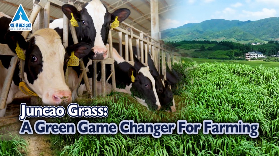 Juncao Grass: A Green Game Changer for Farming