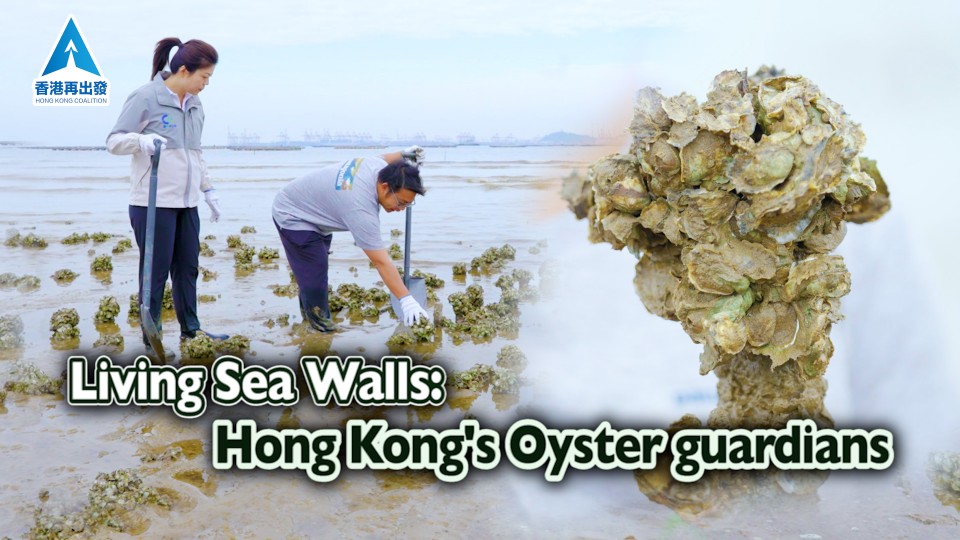 Living Sea Walls: Hong Kong's Oyster Guardians