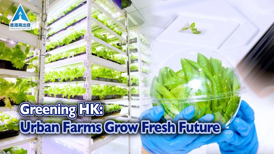 Greening HK: Urban Farms Grow Fresh Future